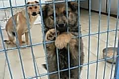 HAYVAN-BARINAKLARI-2